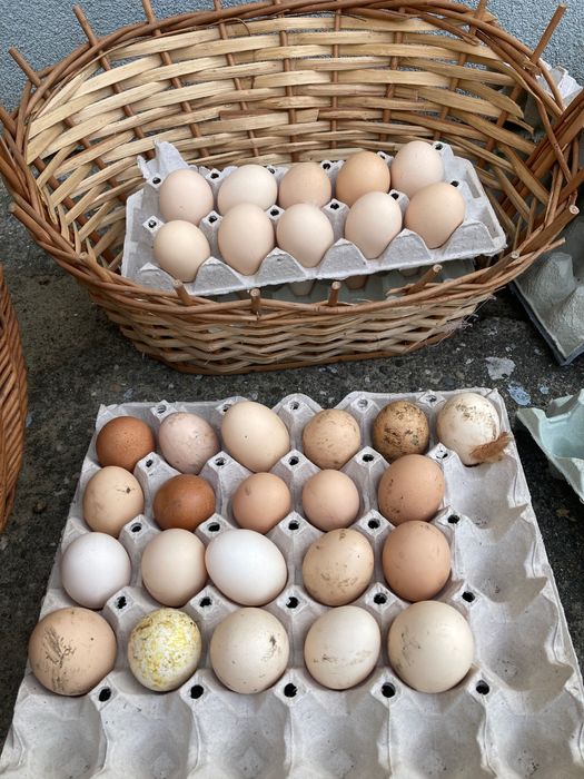 Jajka wiejskie z wolnego wybiegu dowóz gratis