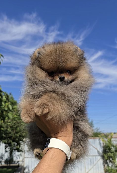 Дивовижний красунчик. Супер міні.