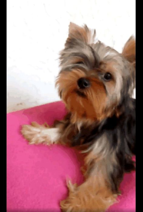 Йоркширский терьер