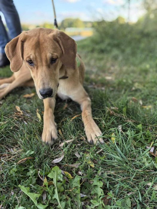 BELLUNIA  młoda,  dostojna, piękna sunia do adopcji