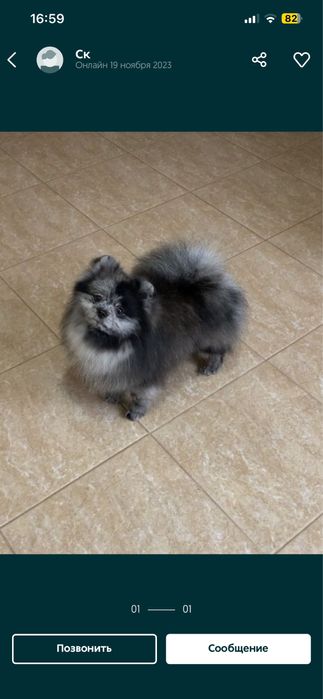 Красивый мальчик померанского шпица окрас Мерле ждет невест