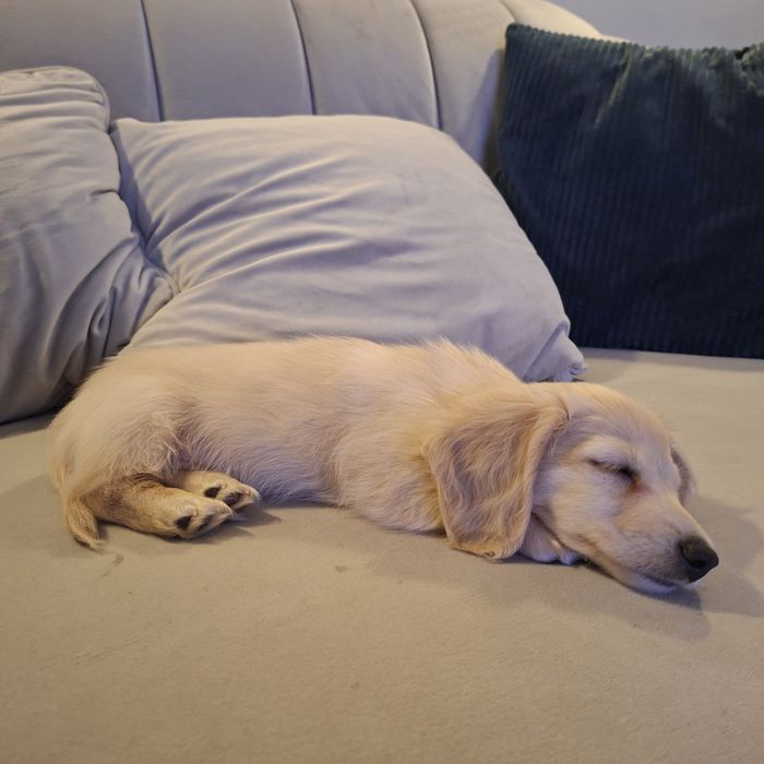 Jamnik długowłosy miniaturowy kremowy - gotowy do zmiany domku