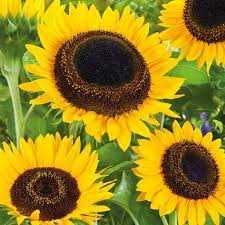 Słonecznik ozdobny nasiona WYSYŁKA ZA POBRANIEM