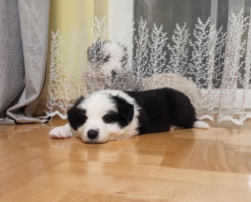 Szczenię Border Collie ZKwP pies samczyk