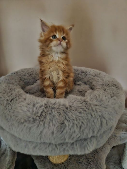 Maine Coon - RED TABBI macho (com LOP)