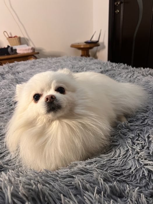 Вʼязка шпіц  білий