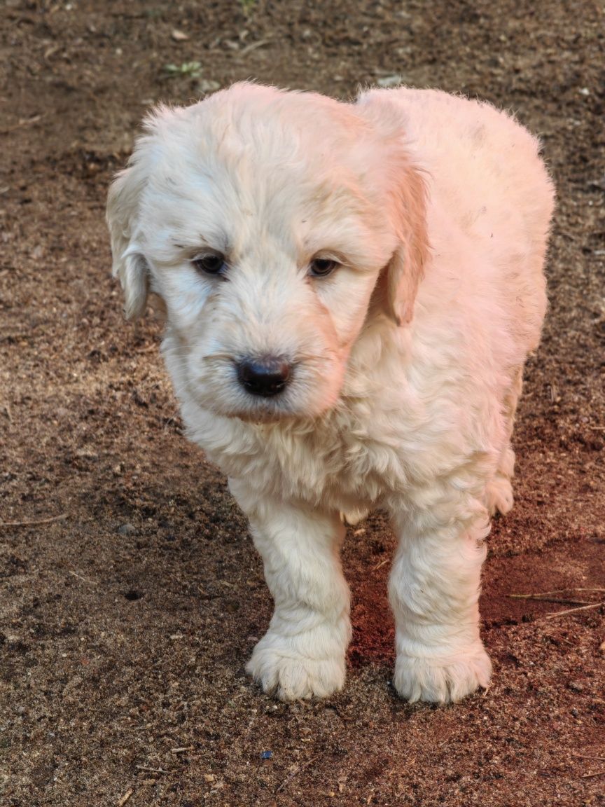 labradoodle szczenię z dokumentami