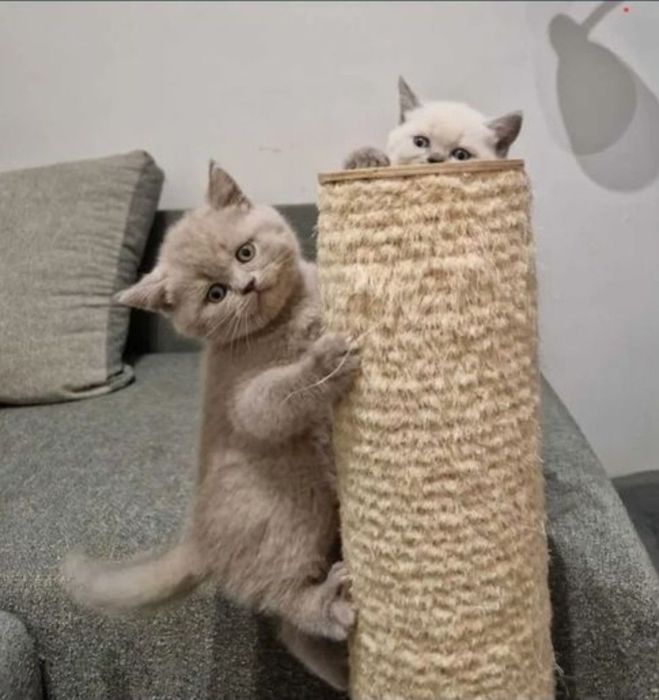 Kotka brytyjska liliowa z 5 cio pokoleniowym rodowodem