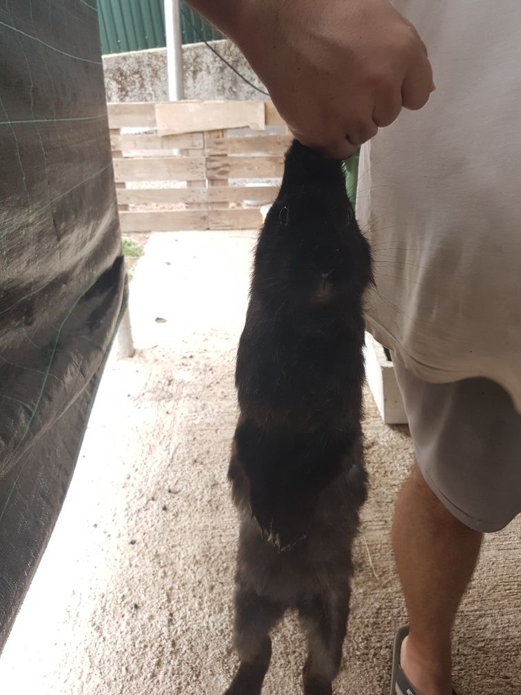 Vendo Coelhos (Entrega Disponível)