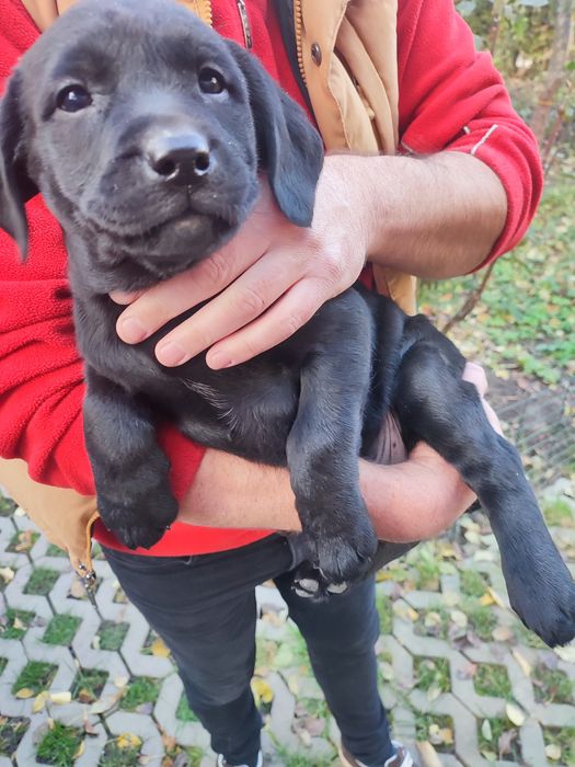 Цуценята Лабрадор