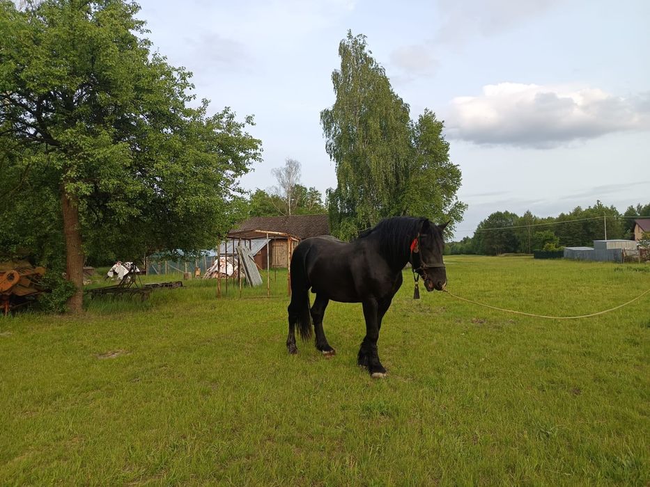 Sprzedam ogiera zimnokrwistego