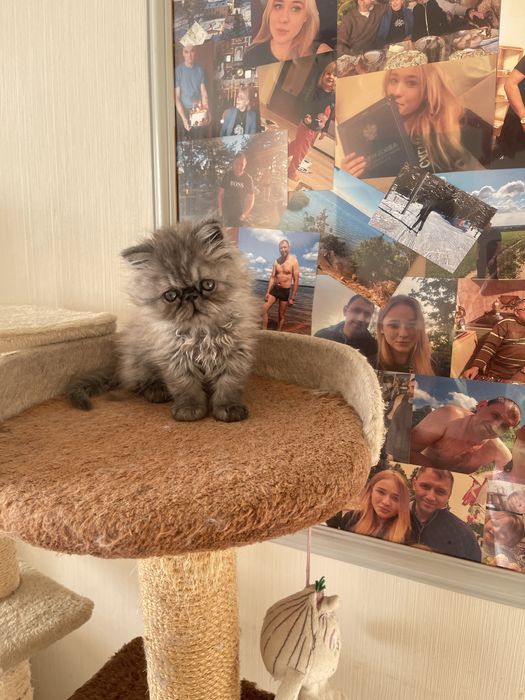 Kot perski pers perskiego