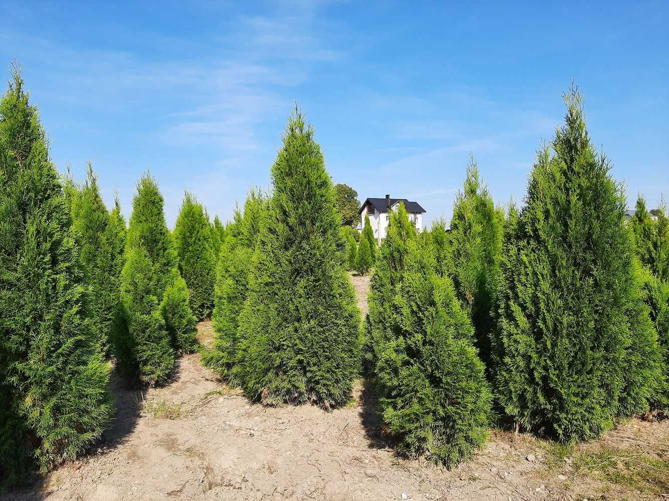 Thuja Smaragd 160,180,200,220 cm! Sadzenie! Tuja Szmaragd!Dowóz! Tuje!