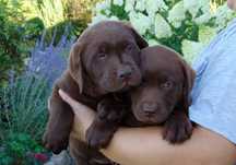 Labrador retriever czekoladowy piesek i suczka
