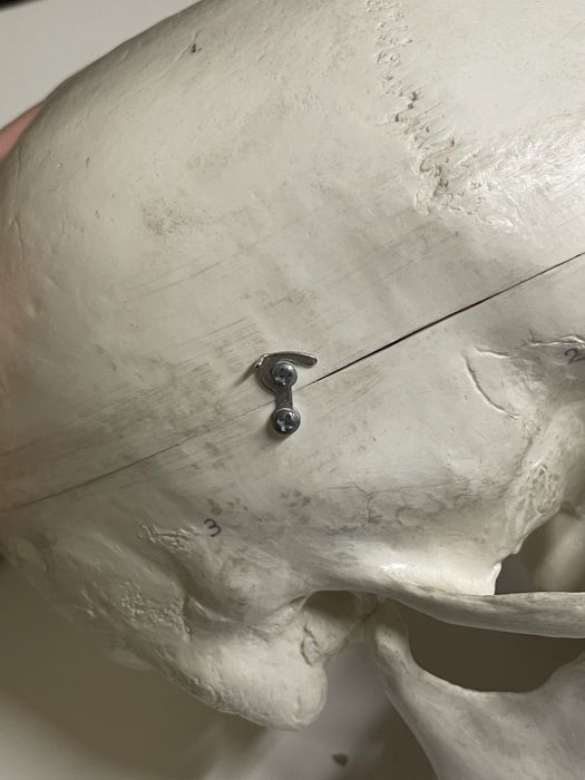 Czaszka ludzka do nauki anatomii