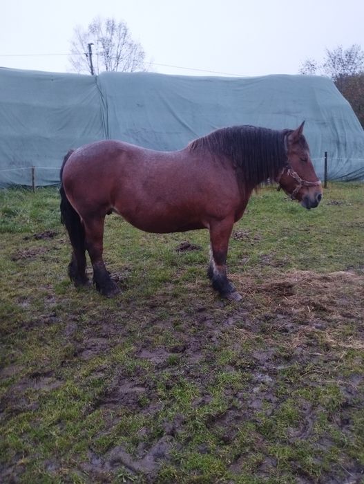 Klacz sztumska 81 pkt programowa