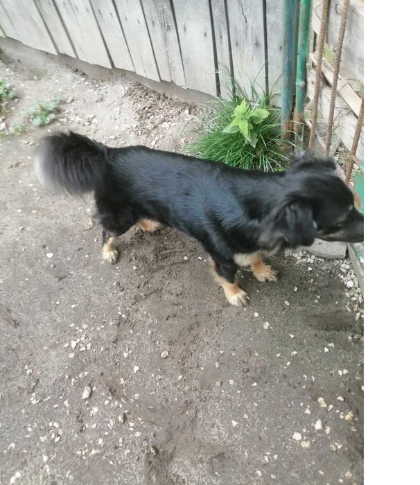 piesek mały spokojny do adopcji