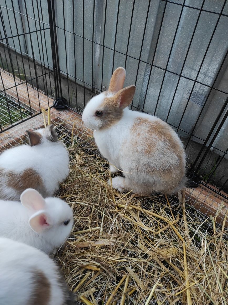 Miniaturki króliczki śliczne ...dostępne