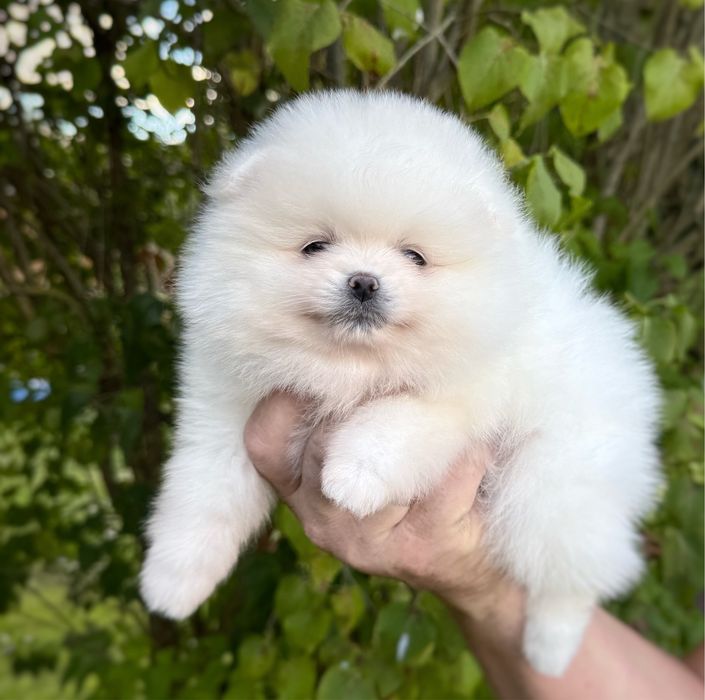 Pomeranian szpic miniaturowy Suczka Zkwp FCI MIŚ