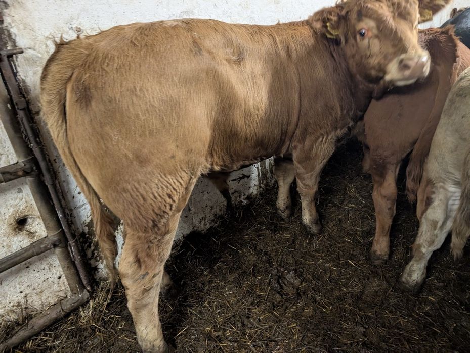 Sprzedam byczki odsadki 21 Sztuk