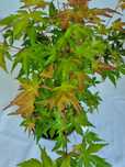 Bonsai Klon Palmowy Acer palmatum 'Katsura' 50 cm Doniczka 2L