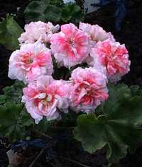Пеларгонія  зонартикейRushmoor Avon дуже великі квіти казкової краси.