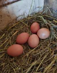 Świeże jajeczka od szczęśliwych kur