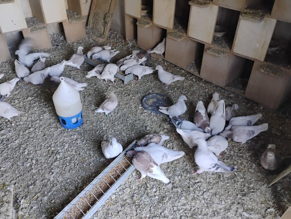 Gołębie Standardy - Hodowla z 40 letnią tradycją