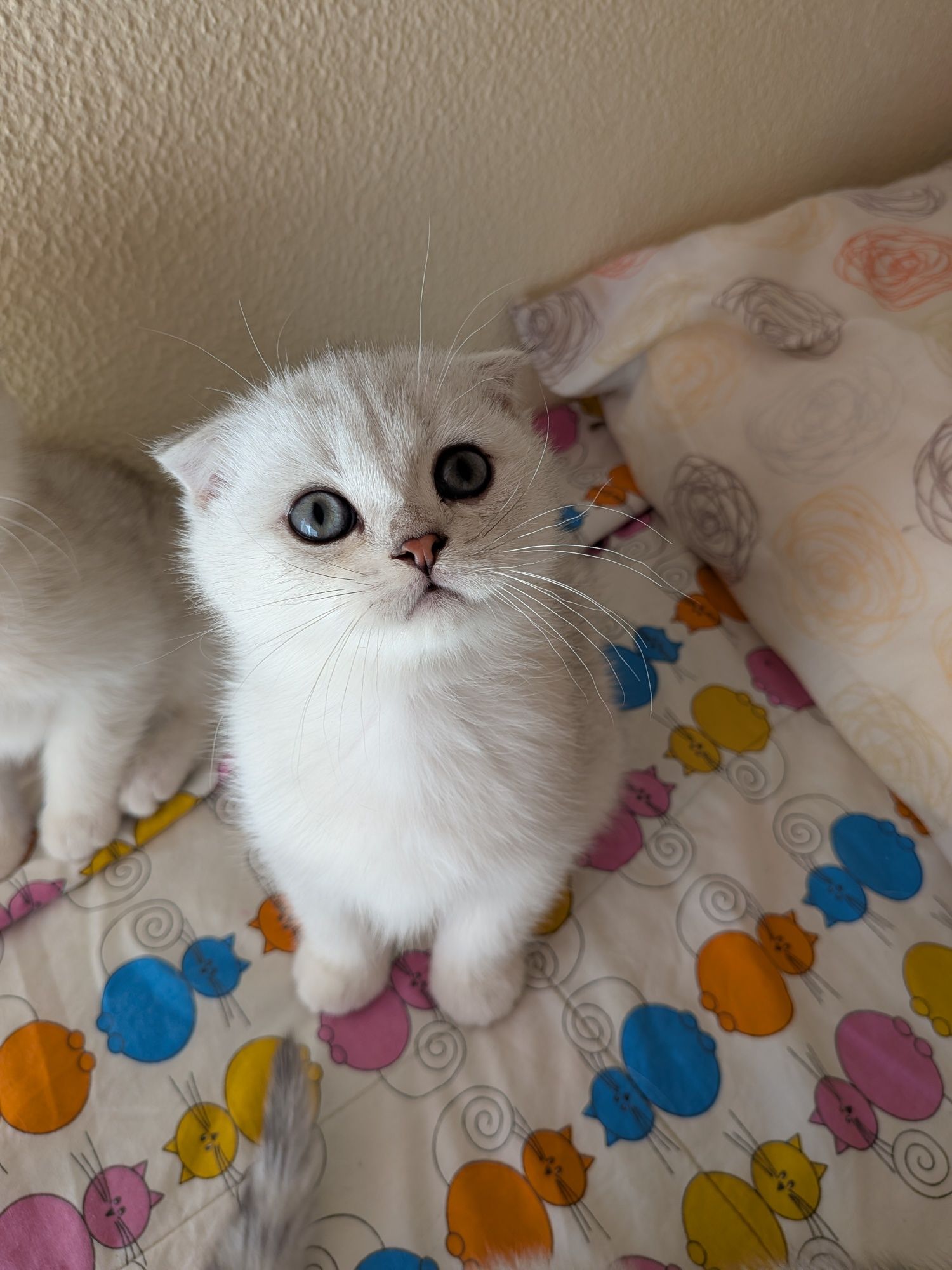 Gatinho Scotiish Fold