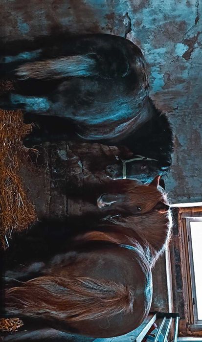 Sprzedam Klacz kucyka