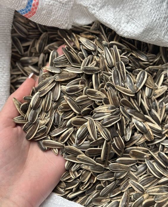 Полосатий соняшник, Калібр 8+, смачне, Свіже