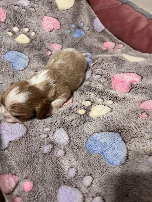 Cavalier King Charles Spaniel Zkwp FCI suczka