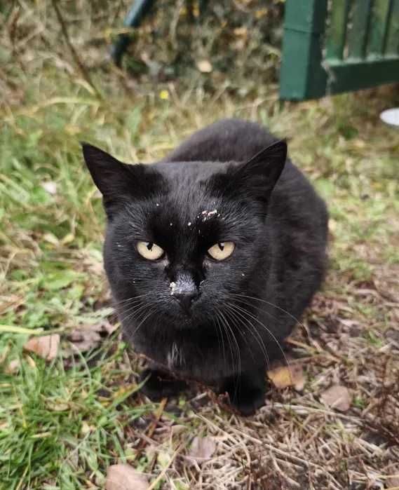 Czarna kulka miłości szuka domu