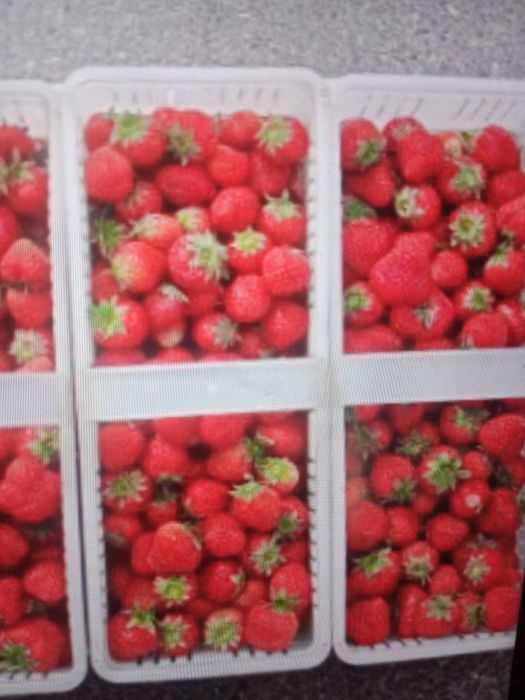 Sadzonki truskawek pęczek kopalne