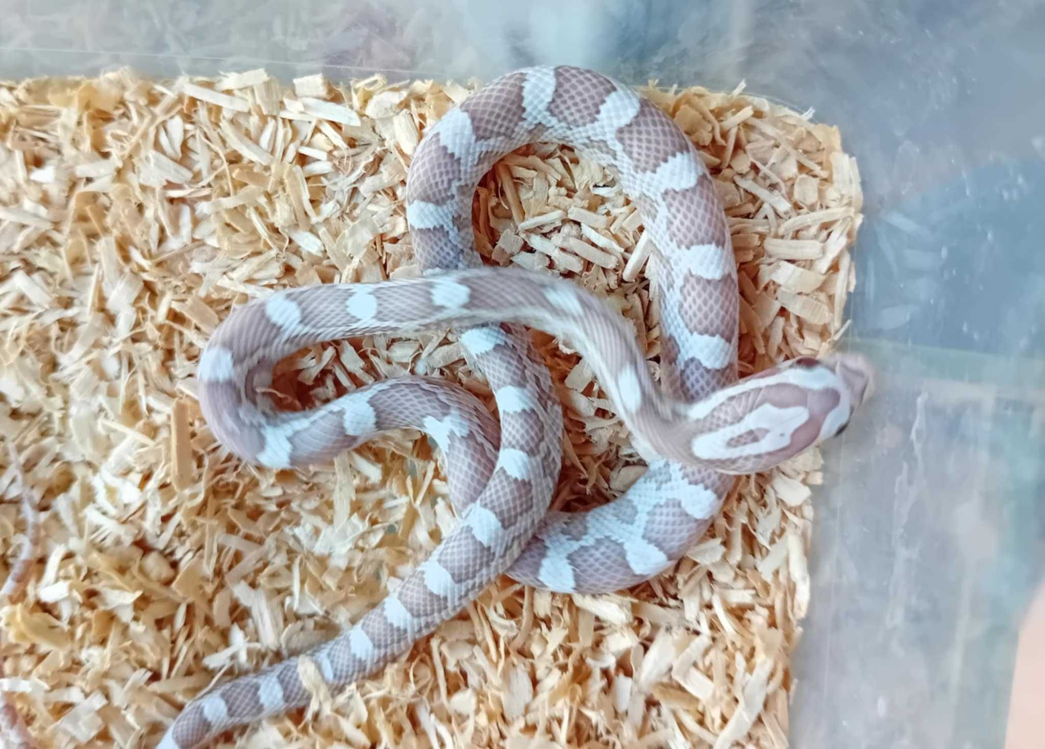 Wąż zbożowy (Pantherorophis guttata) odmiany