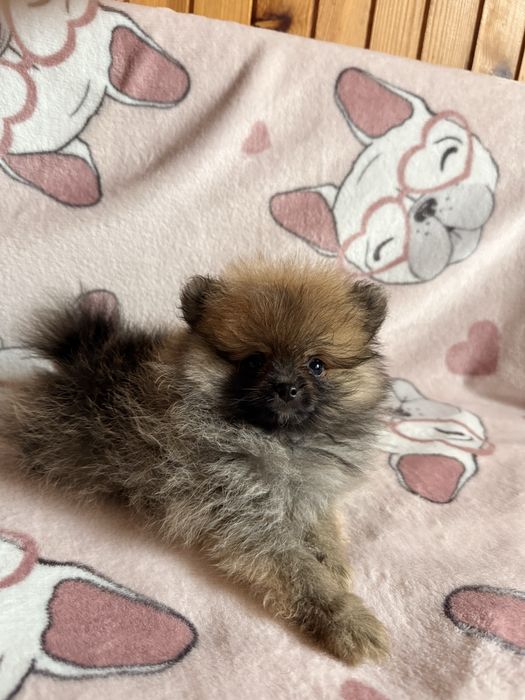 Szpic miniaturowy pomeranian