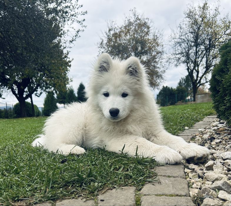 Ostatni Piesek - Samojed Samoyed