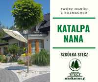 Katalpa kulista - Nana - Pa 200cm