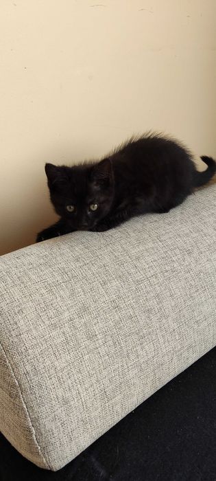 Oddam za darmo kotki