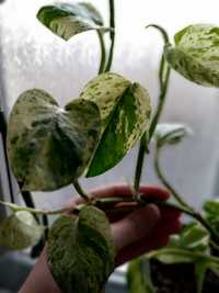 Epipremnum marble variegata