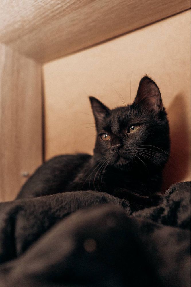 Кошеня (дівчинка, 4 міс)