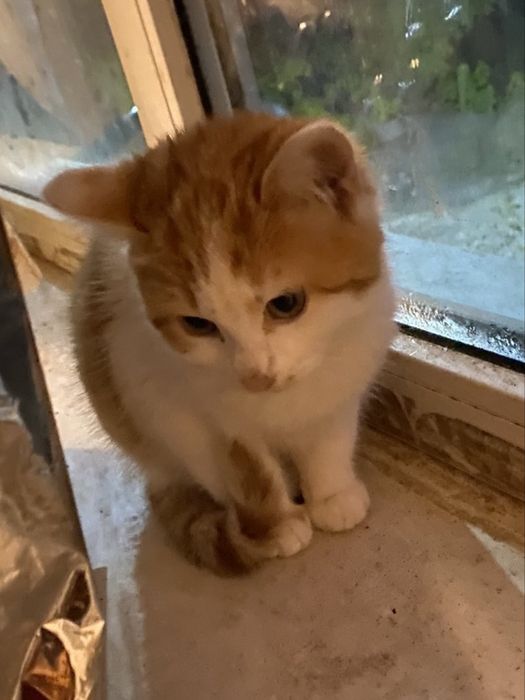 Котенок бесплатно