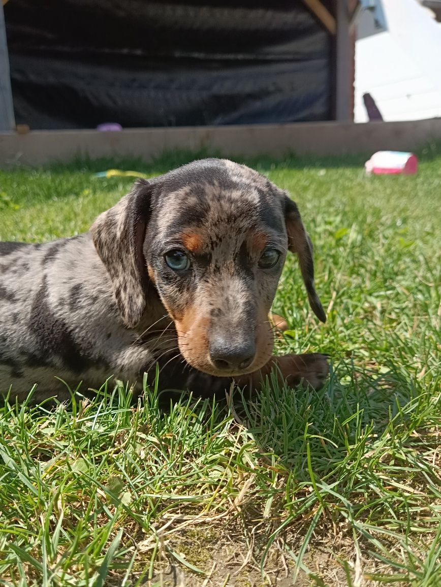 Jamnik merle miniaturka
