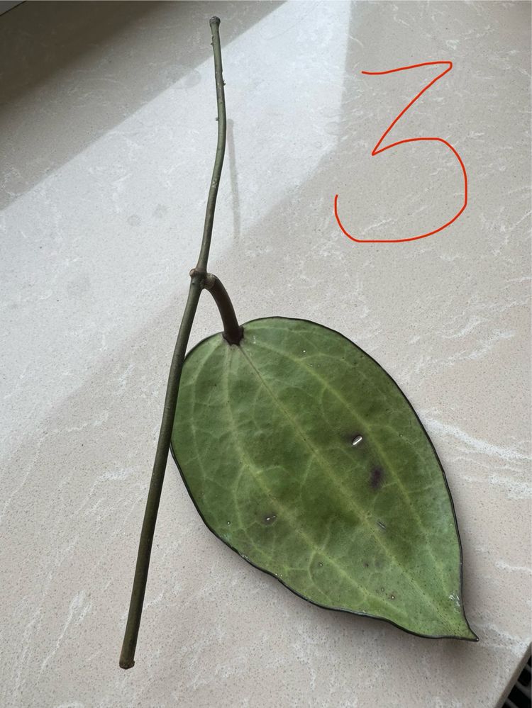 Hoya Latifolia cięta