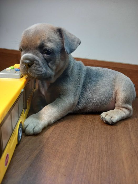 Суперові французики