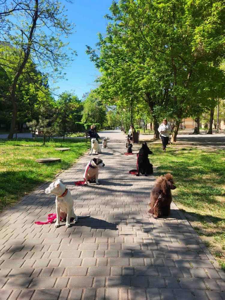 Дрессировка собак. Пос Котовского.