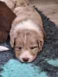 Suczka Border Collie Red Merle ZKWP/FCI