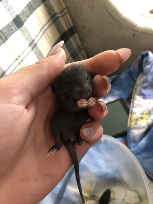 Криски в добрі руки