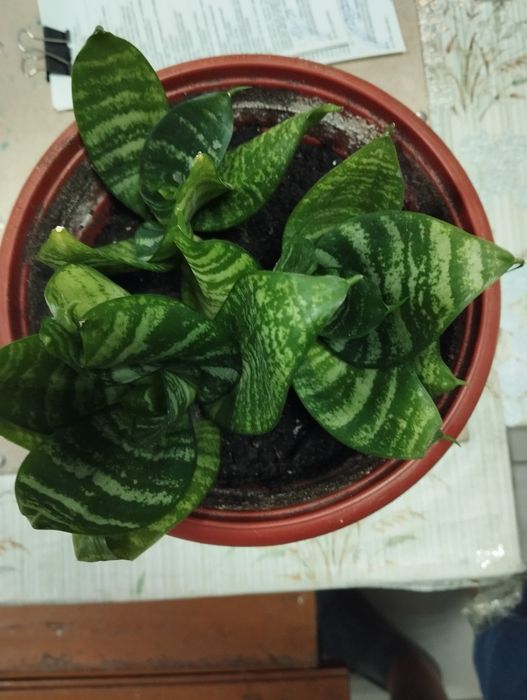 Тещин язык,комнатное растение