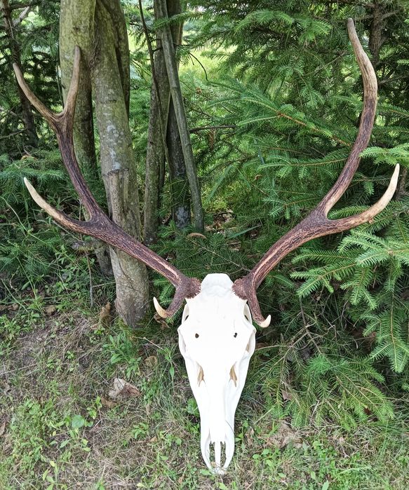 Poroże jelenia - trofeum myśliwskie